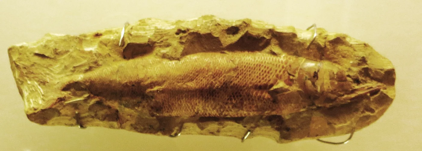 Fóssil tridimensional do peixe Rhacolepis buccalis em nódulo carbonático da Formação Romualdo