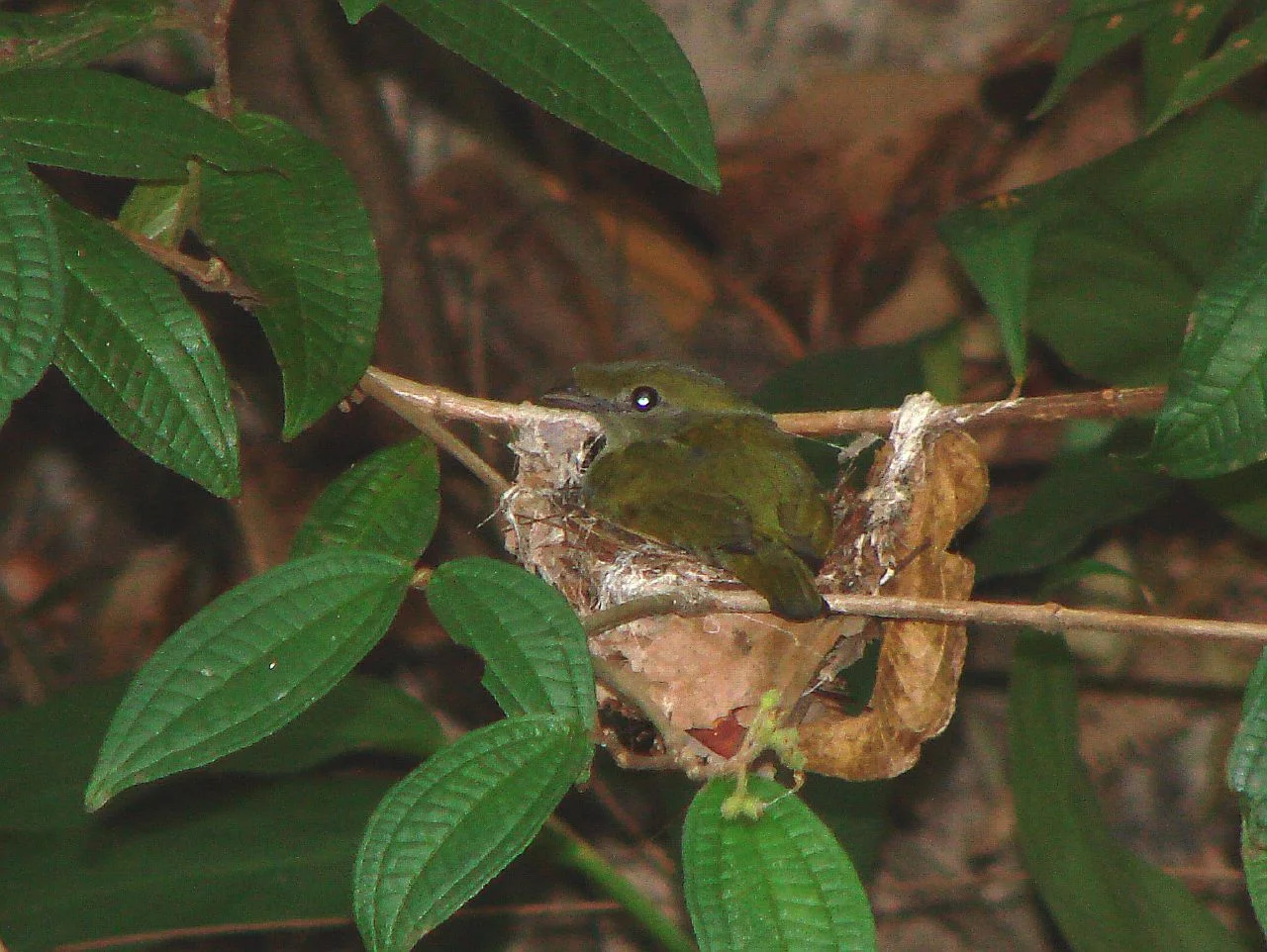 Fotografia do soldadinho-do-araripe (Antilophia bokermanni) no ninho sobre a água nas encostas da Chapada